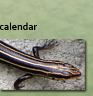 calendarbutton