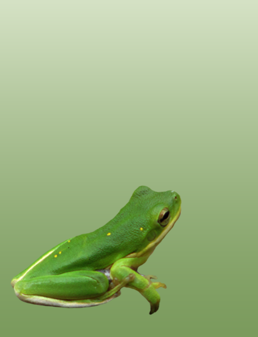 frog