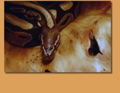 ball python